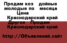 Продам коз 2 дойные 2 молодые по 4 месяца › Цена ­ 15 000 - Краснодарский край Другое » Продам   . Краснодарский край